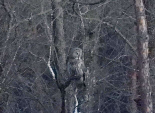 Great Gray Owl - ML637818895