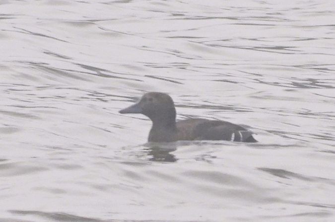 Steller's Eider - ML637818906