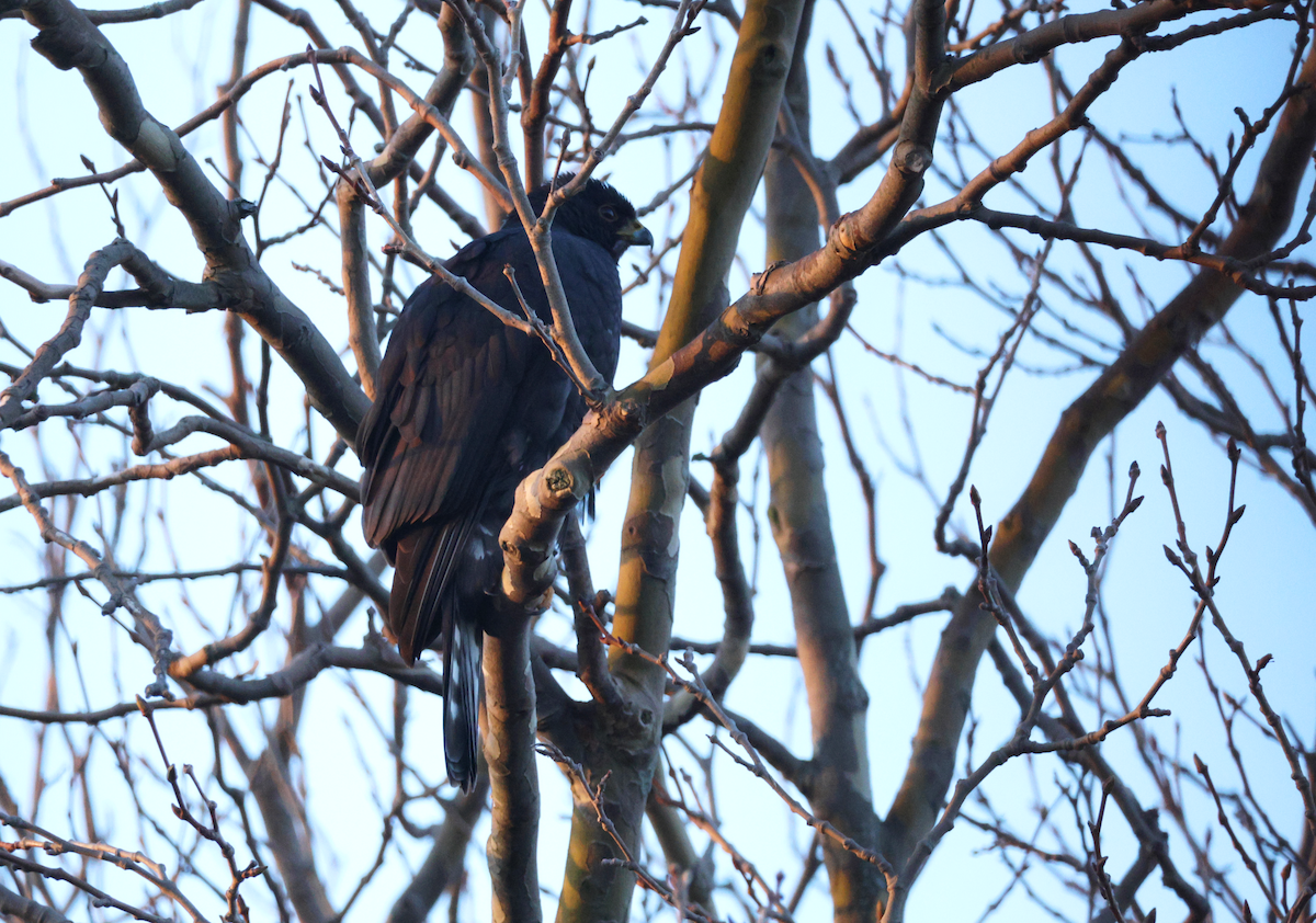 Black Goshawk - ML637818927