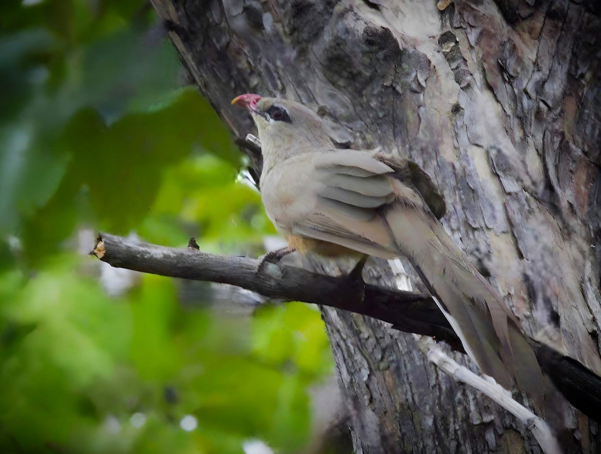 Sirkeer Malkoha - ML637818929