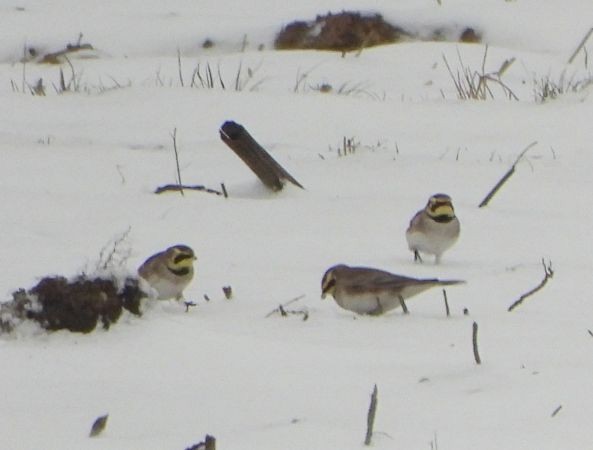 Horned Lark - ML637818938