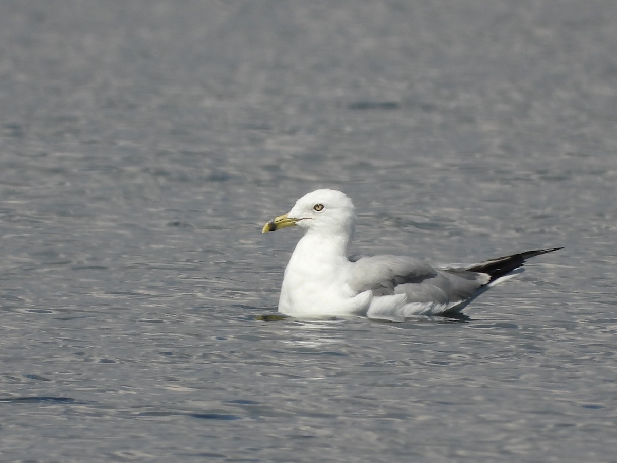 Ring-billed Gull - ML637818954