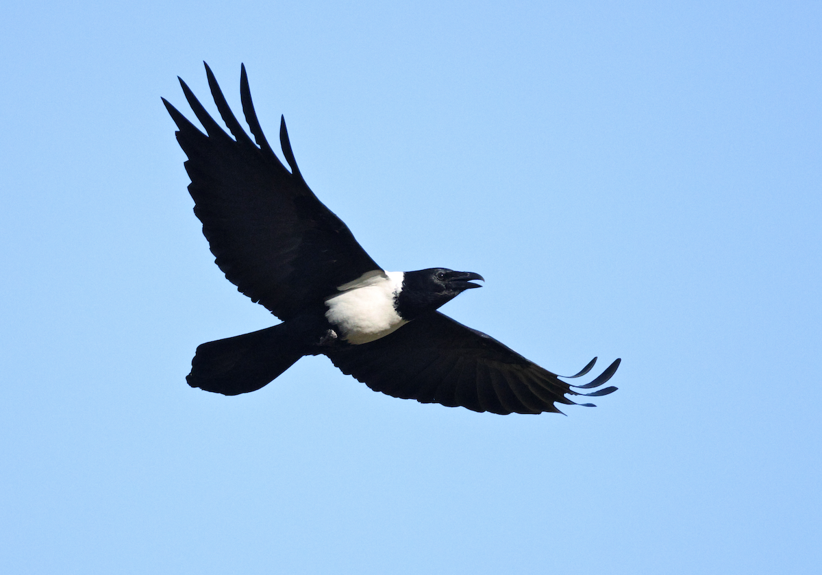 Pied Crow - ML637818959