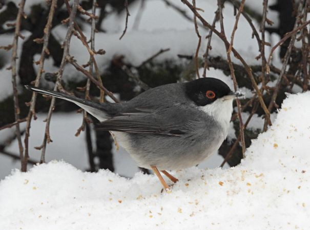 Sardinian Warbler - ML637818973