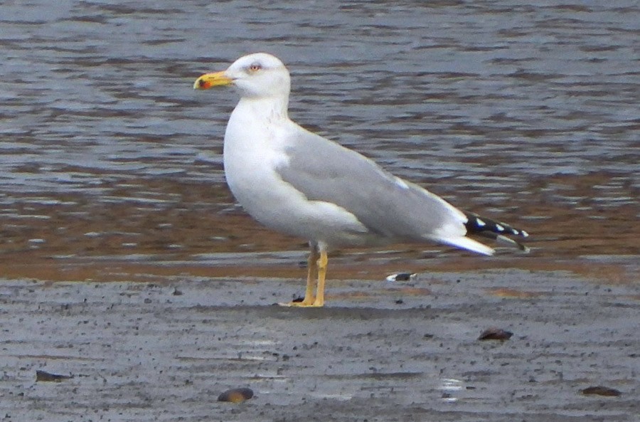Yellow-legged Gull - ML637818985