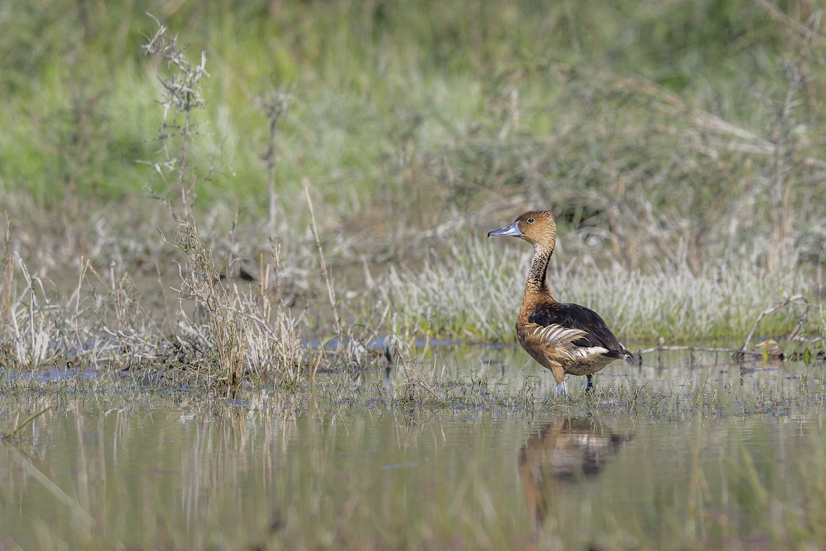 Dendrocygne fauve - ML637819003