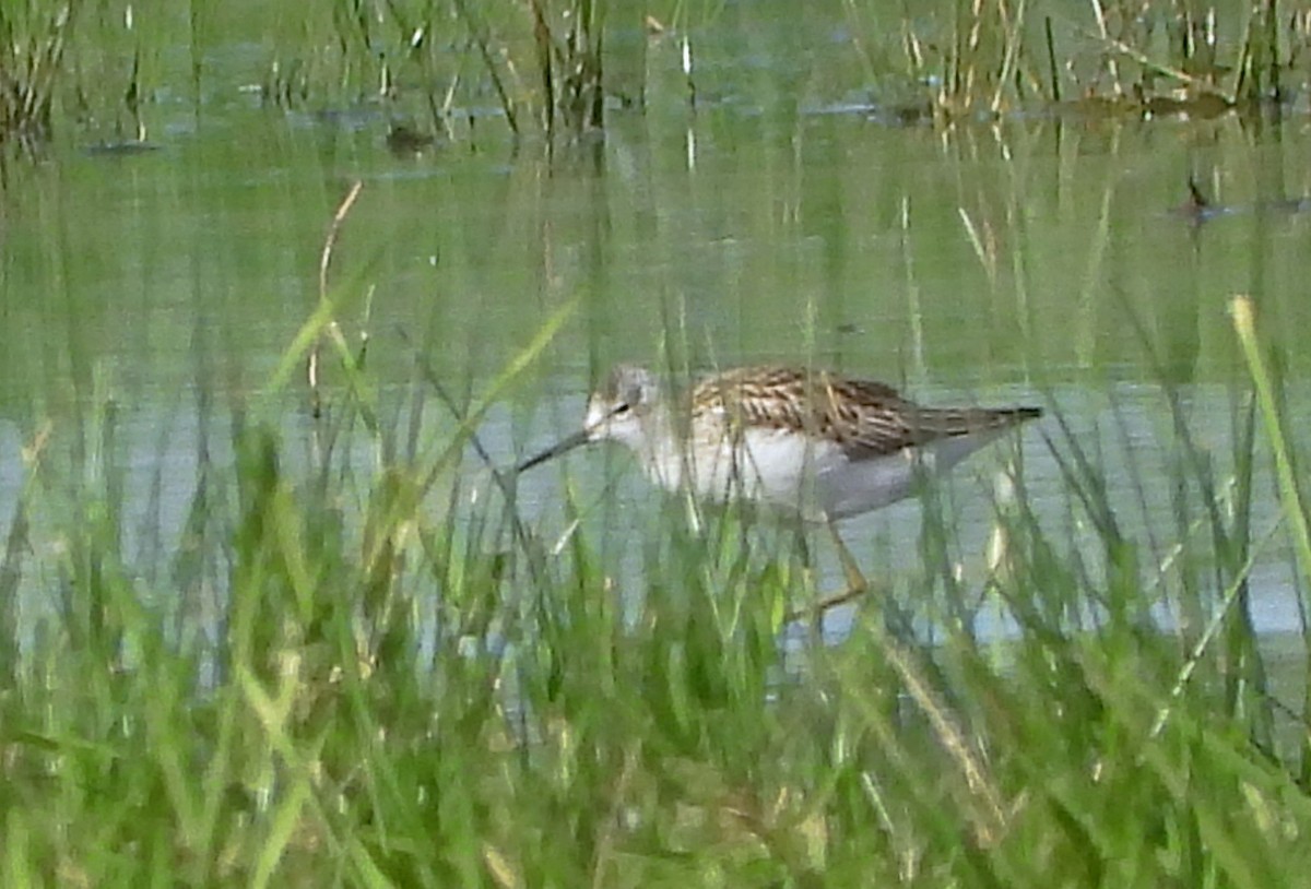 Marsh Sandpiper - ML637819032