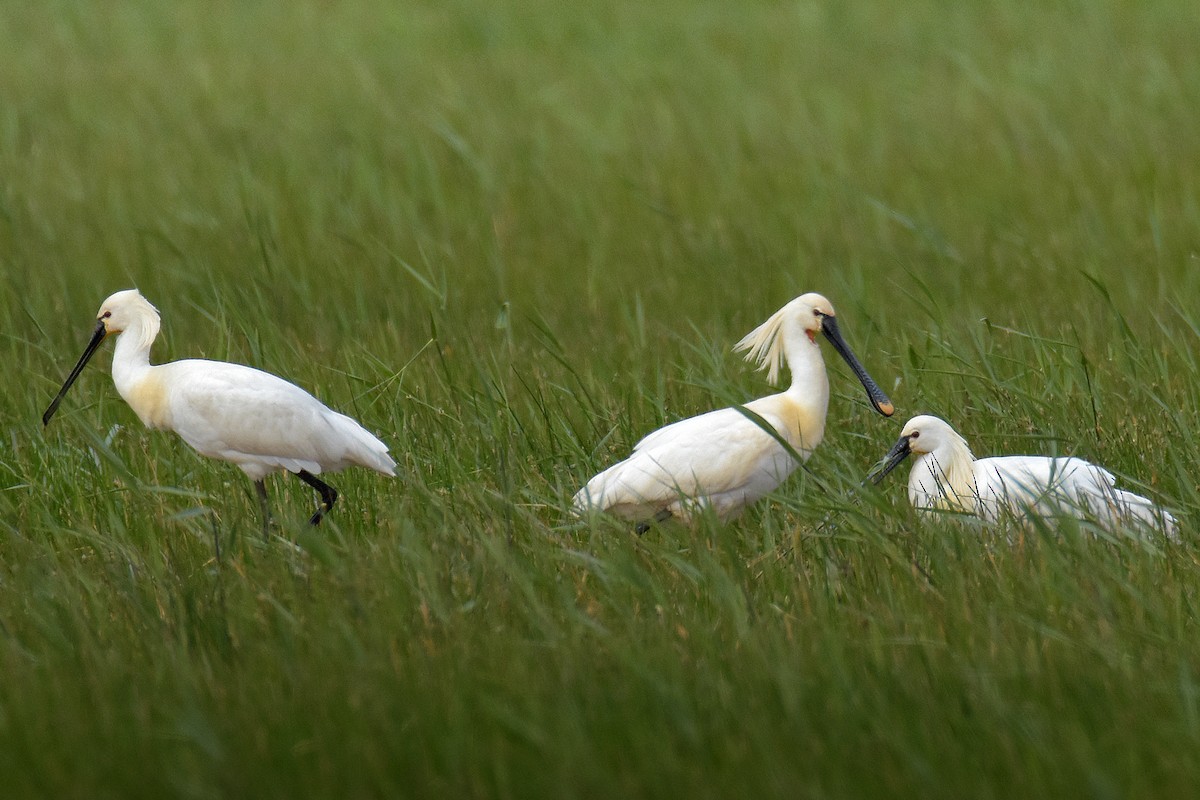 Eurasian Spoonbill - ML637819063