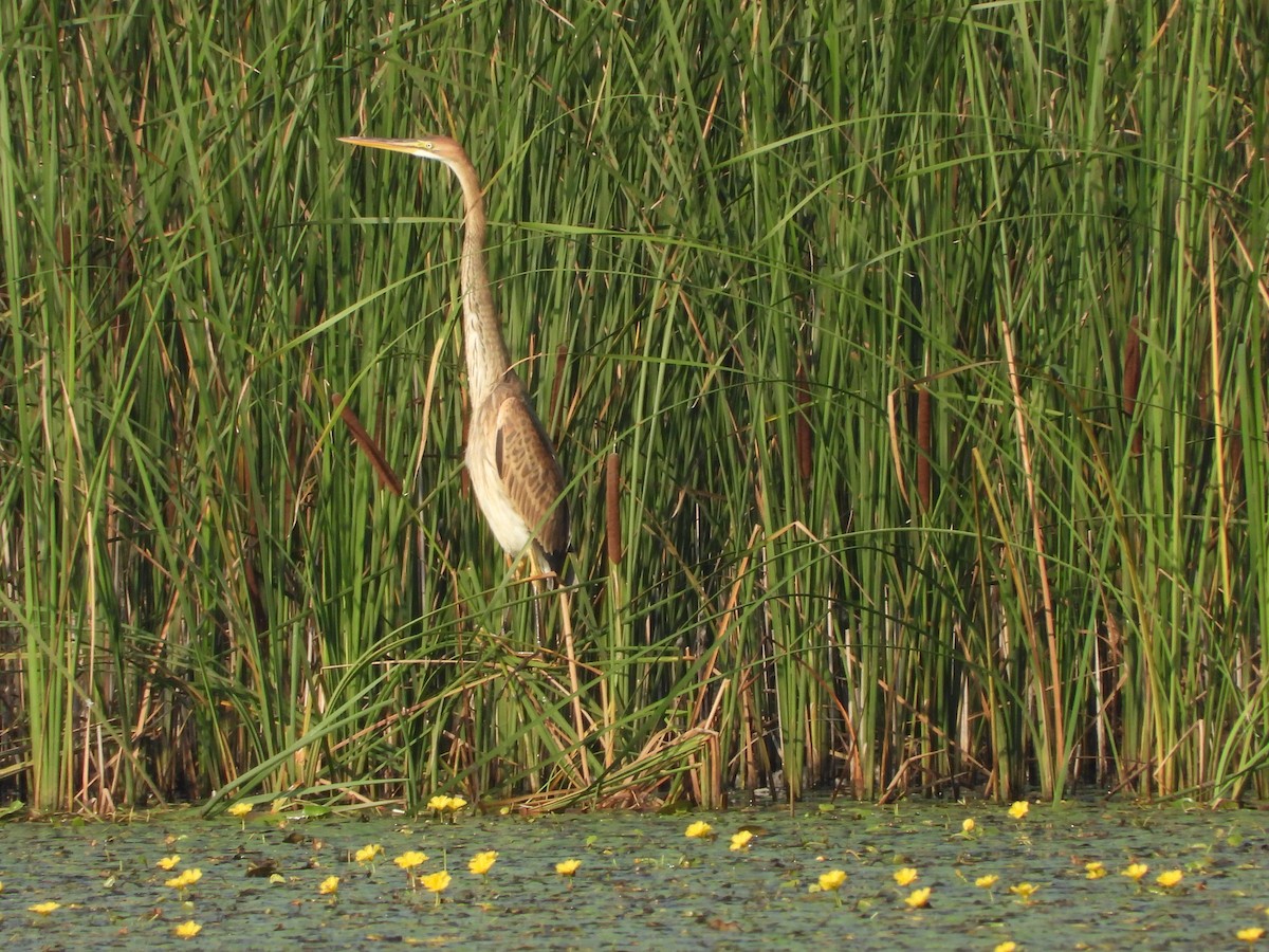 Purple Heron - ML637819070