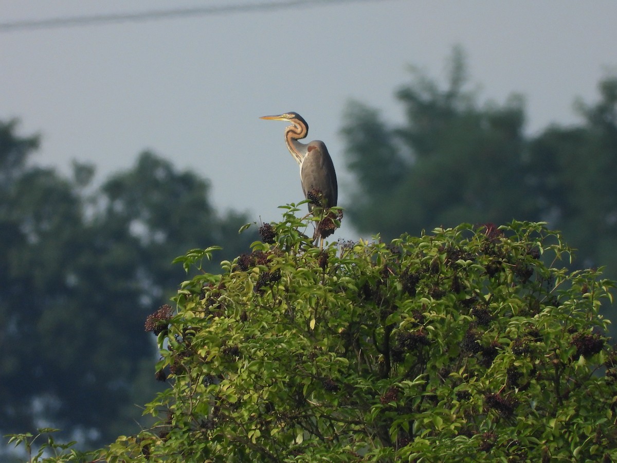 Purple Heron - ML637819073