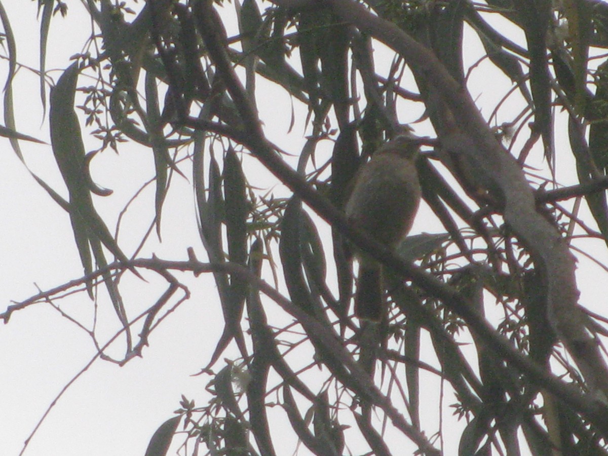 White-browed Bulbul - ML637819075