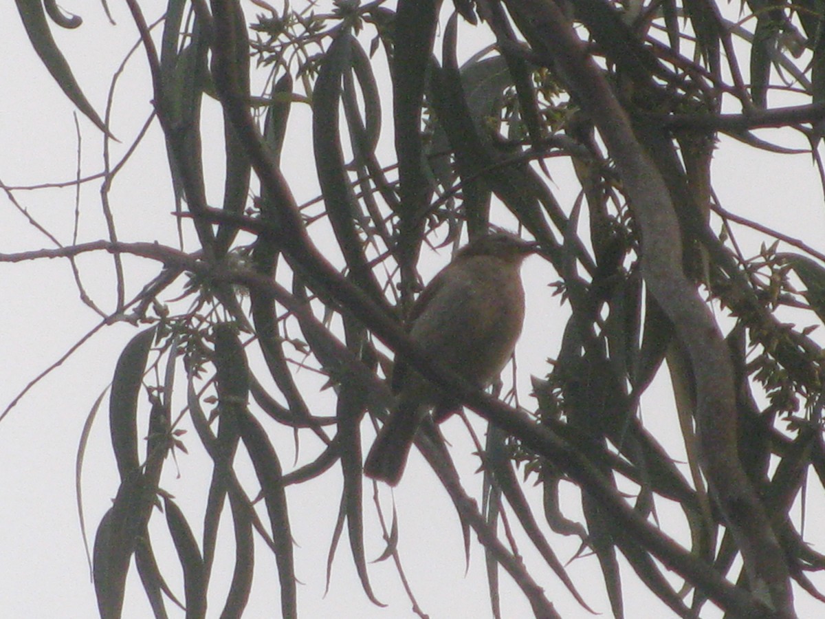 White-browed Bulbul - ML637819076