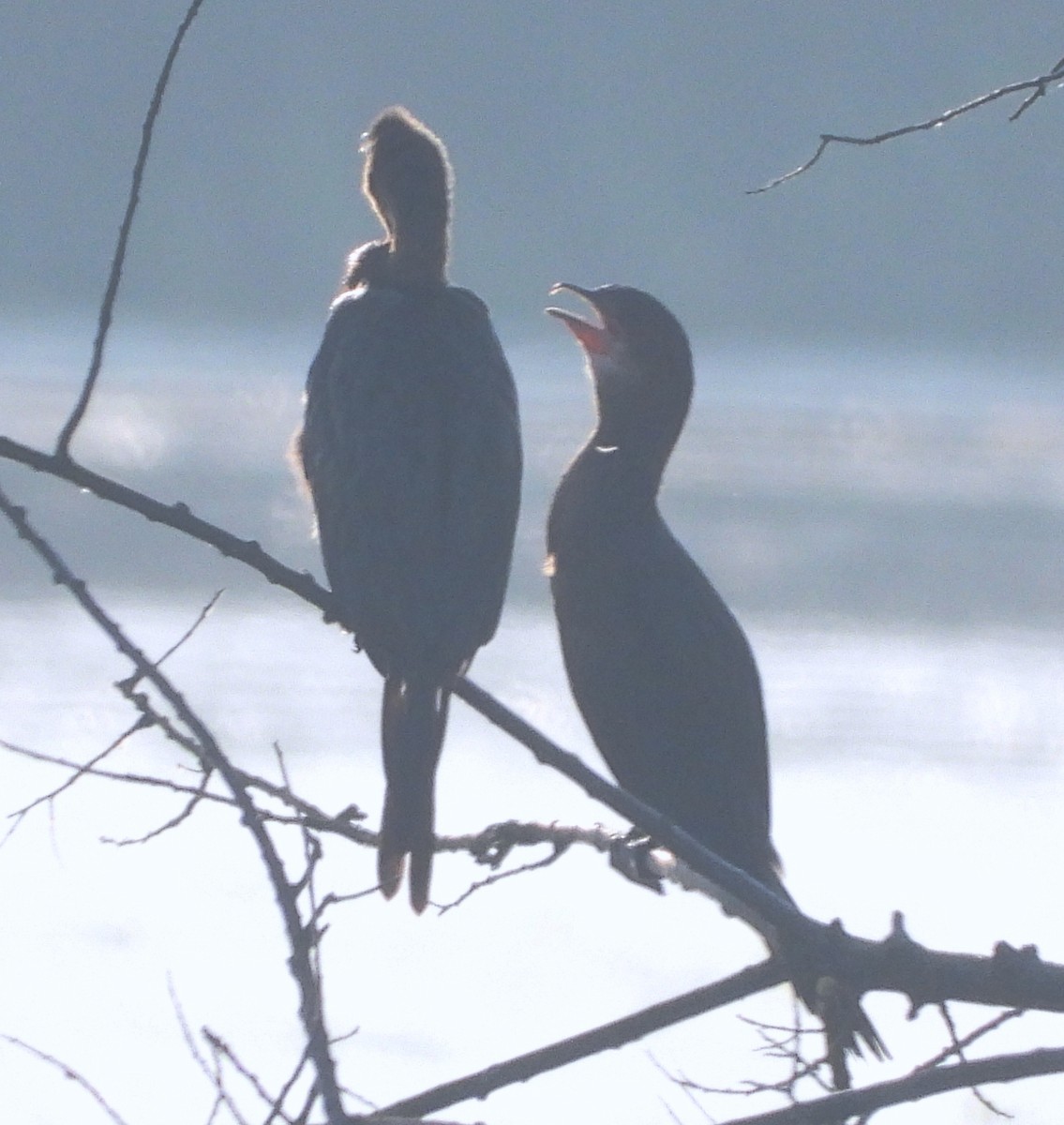 Pygmy Cormorant - ML637819085