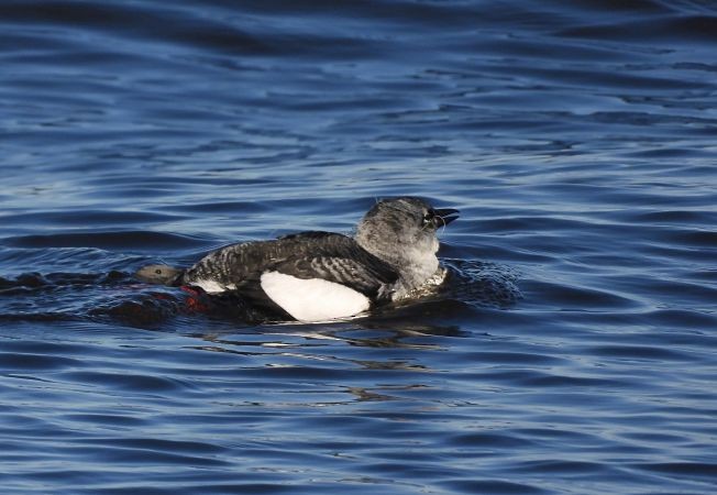 Black Guillemot - ML637819096