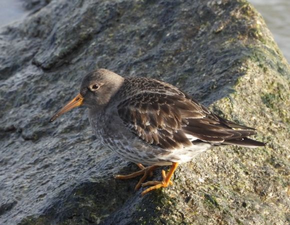 Purple Sandpiper - ML637819101