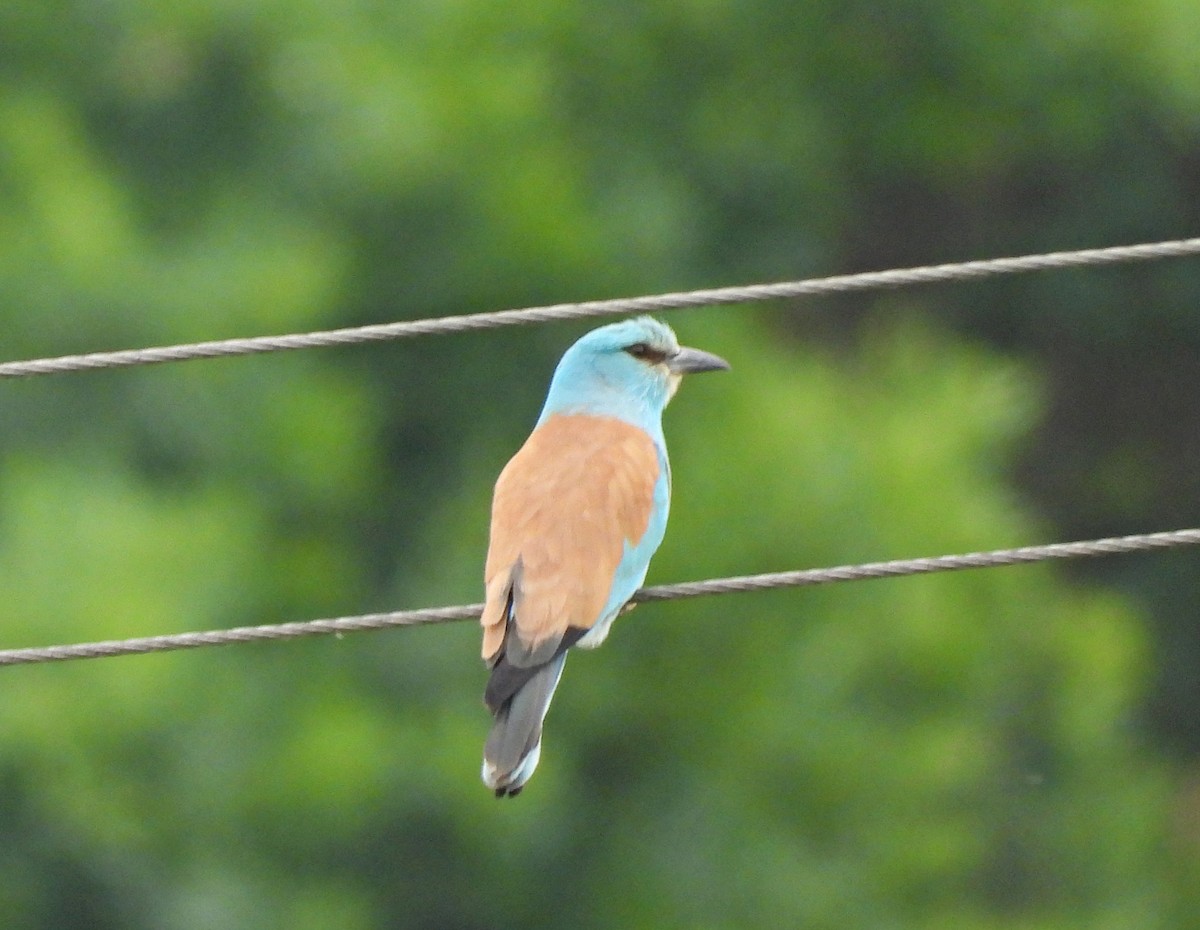 European Roller - ML637819118