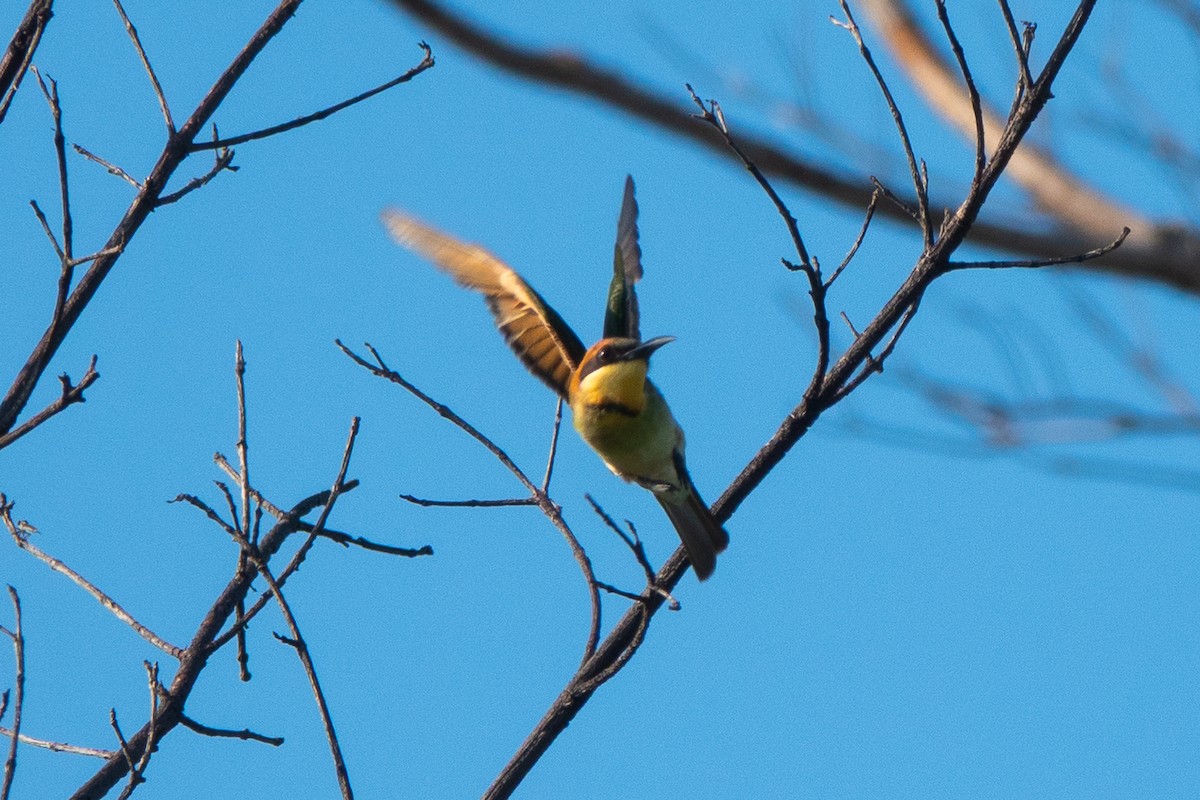 Chestnut-headed Bee-eater - ML637819123