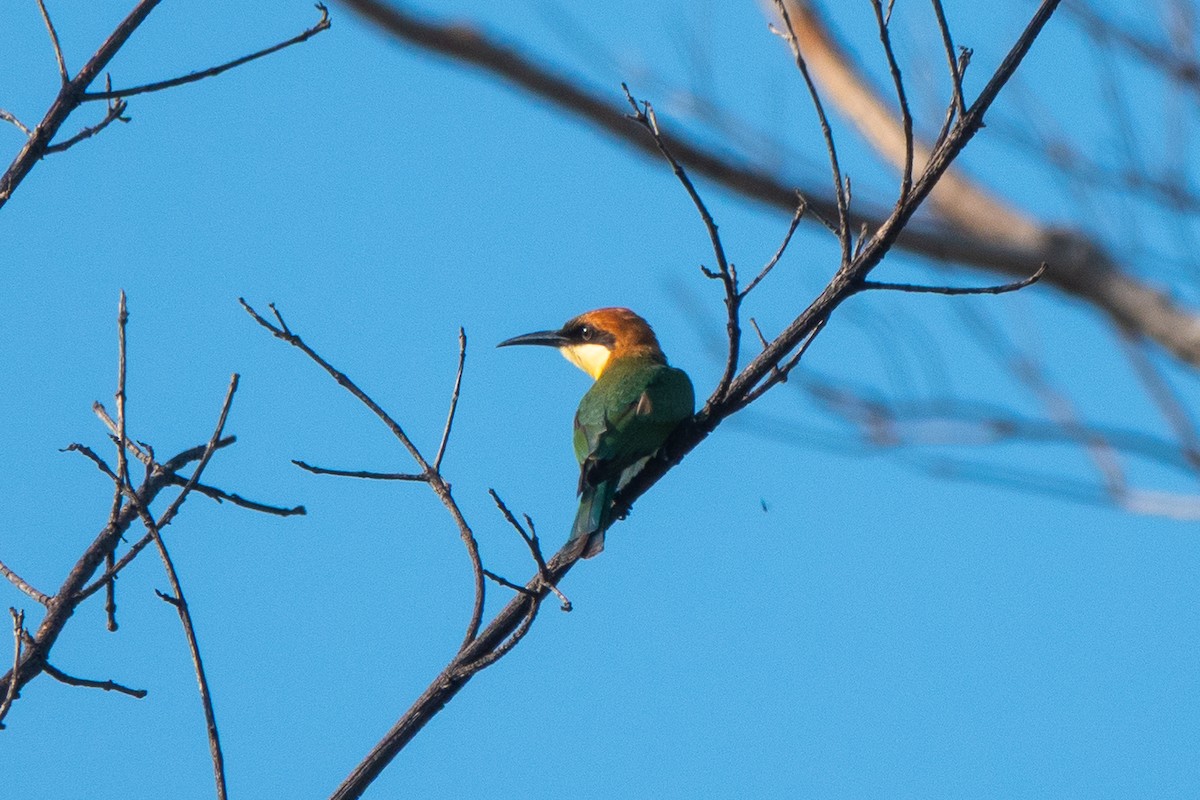 Chestnut-headed Bee-eater - ML637819124
