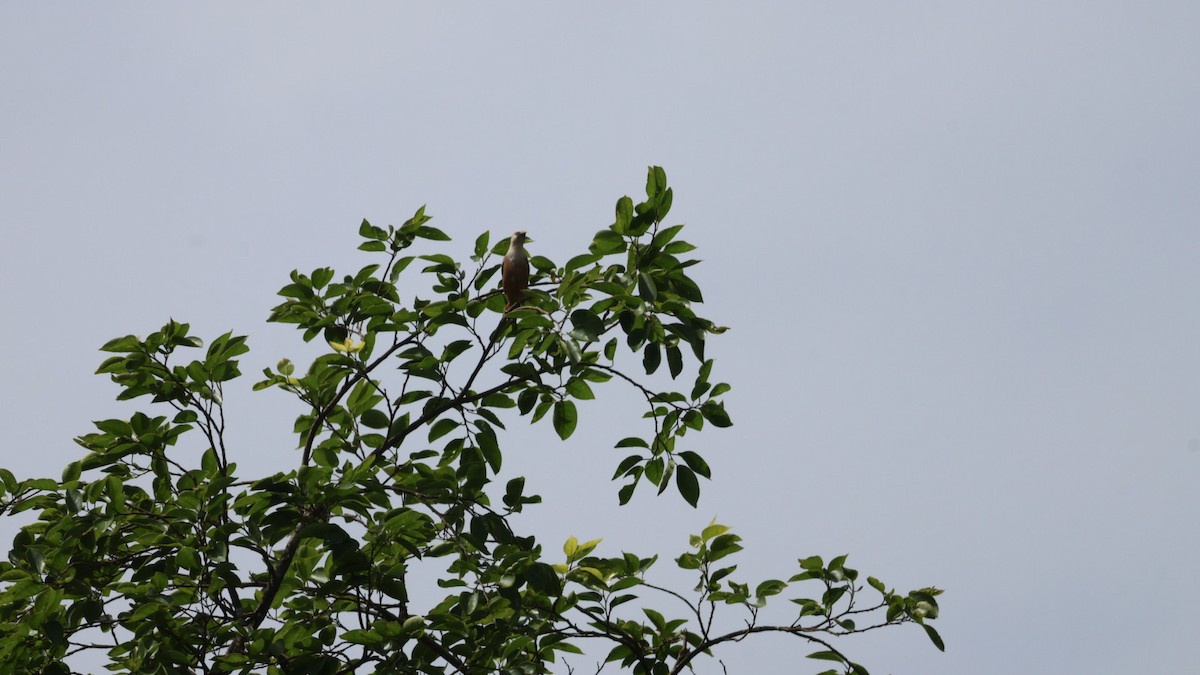 Malabar Starling - ML637819138