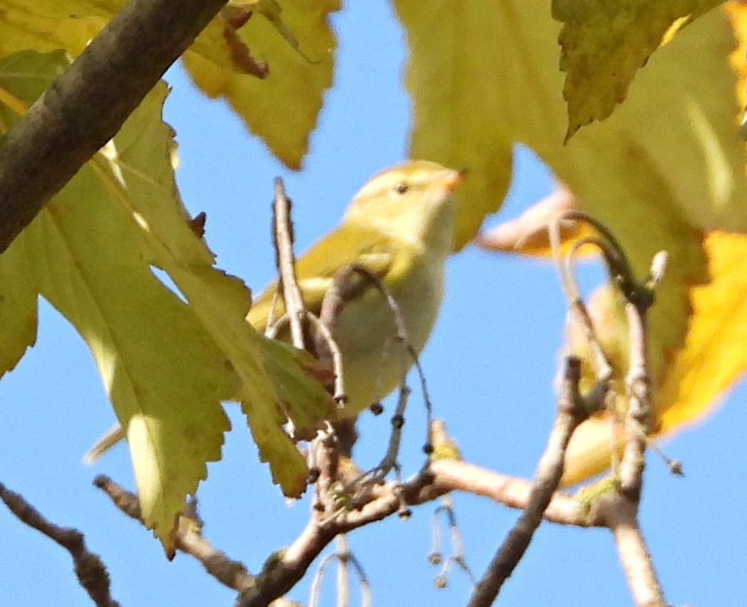 Yellow-browed Warbler - ML637819141