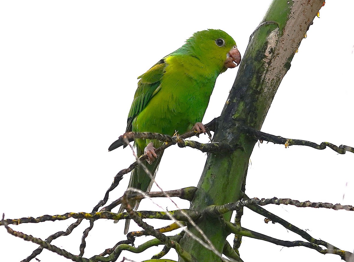 Plain Parakeet - ML637819149