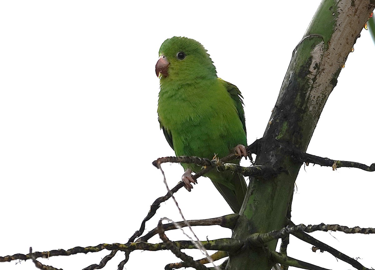 Plain Parakeet - ML637819150