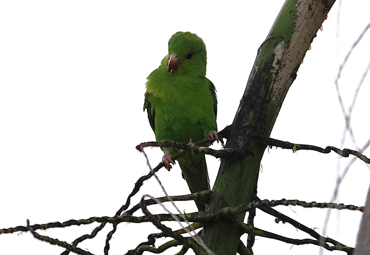 Plain Parakeet - ML637819151