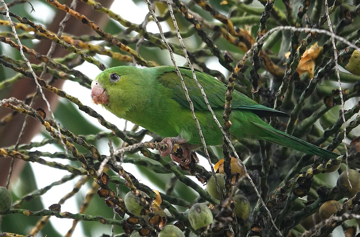 Plain Parakeet - ML637819152