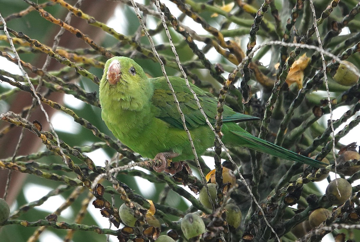 Plain Parakeet - ML637819153