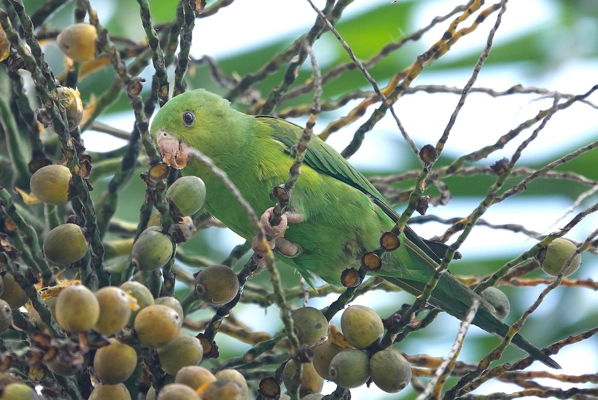 Plain Parakeet - ML637819156