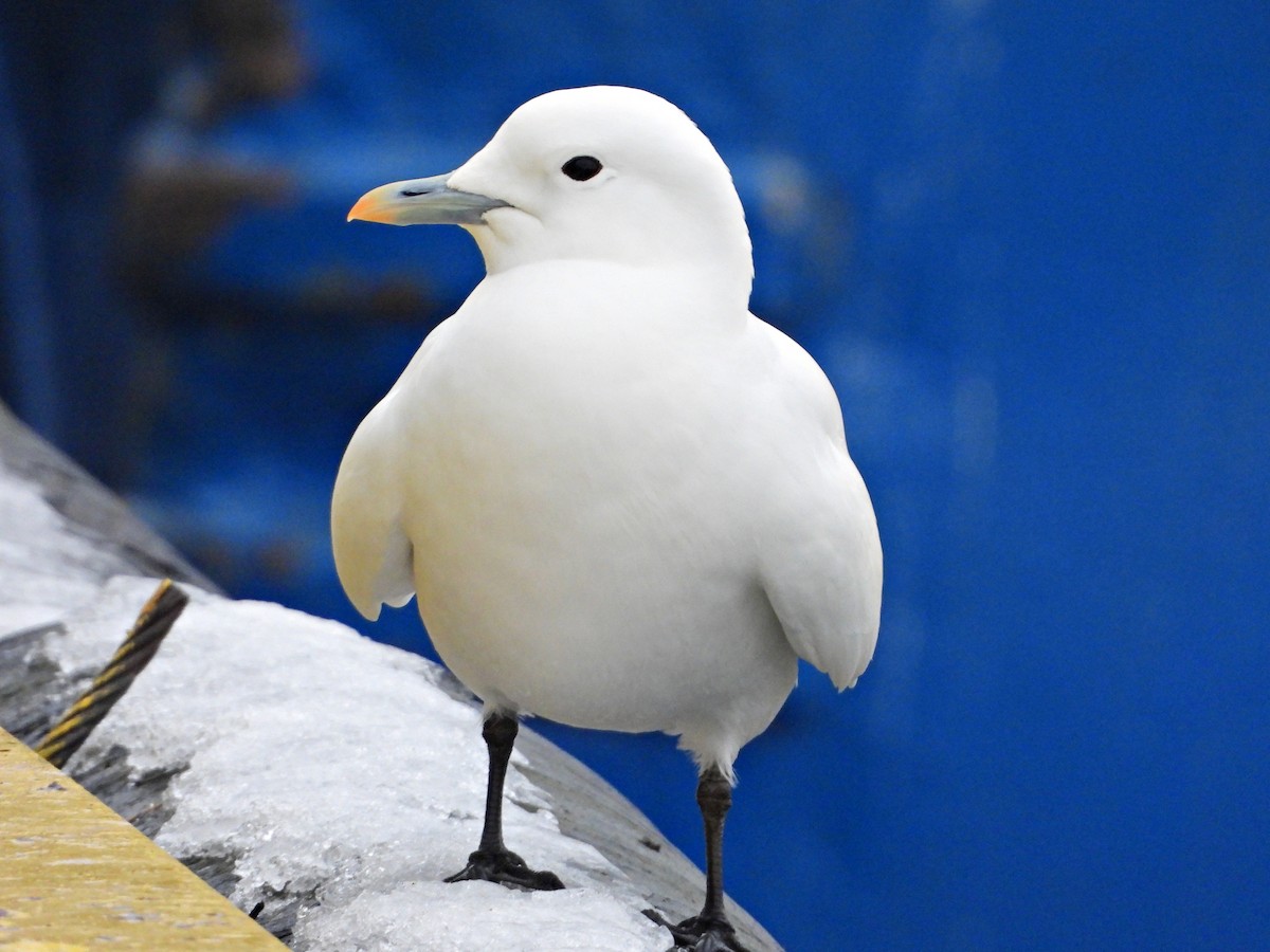 Ivory Gull - ML637819167
