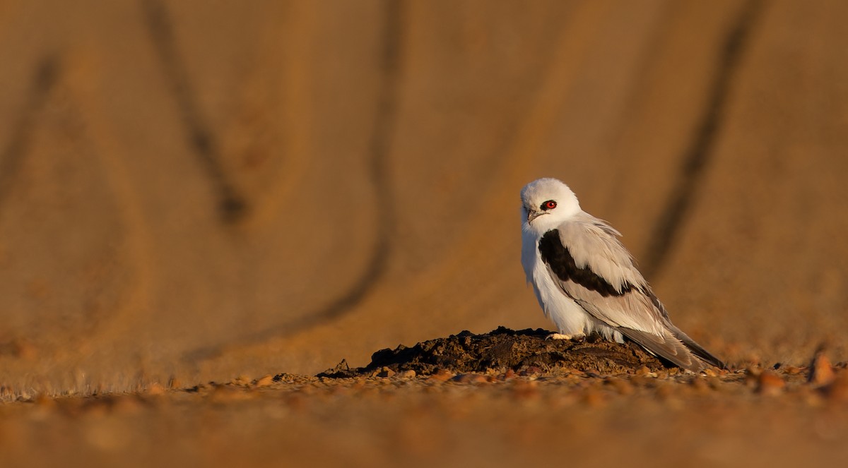 Letter-winged Kite - ML637819170