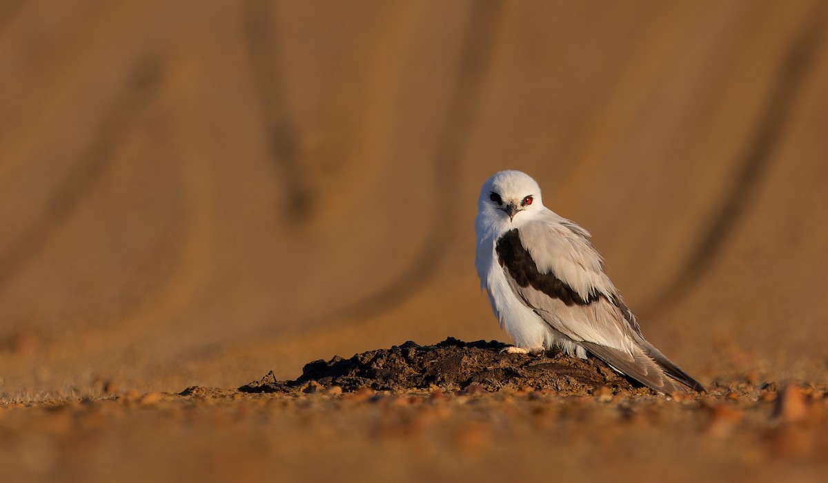 Letter-winged Kite - ML637819171