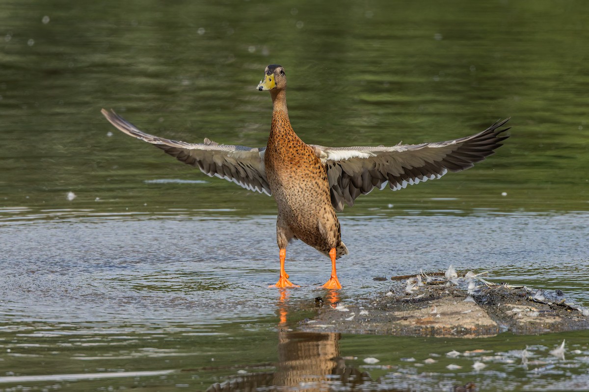Mallard - ML637819177