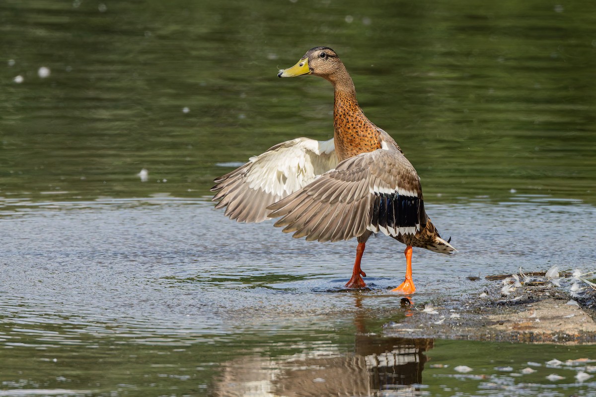 Mallard - ML637819179