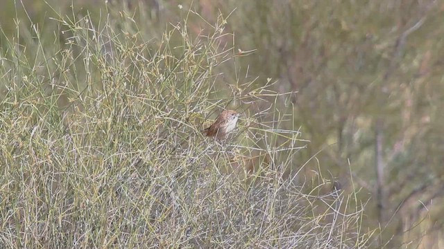 Eyrean Grasswren - ML637819186