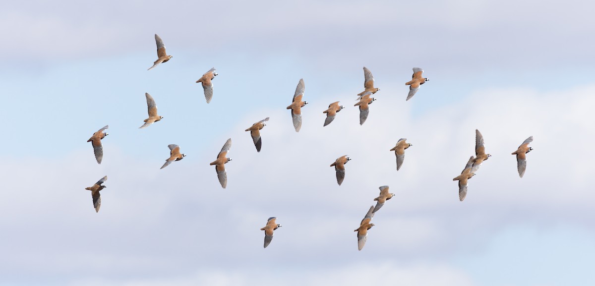 Flock Bronzewing - ML637819203