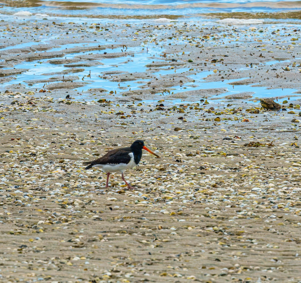 South Island Oystercatcher - ML637819212