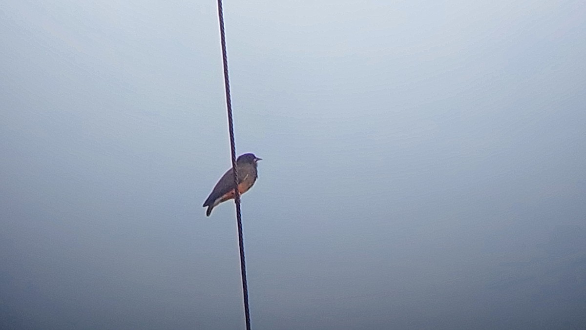 Swallow-winged Puffbird - ML637819225