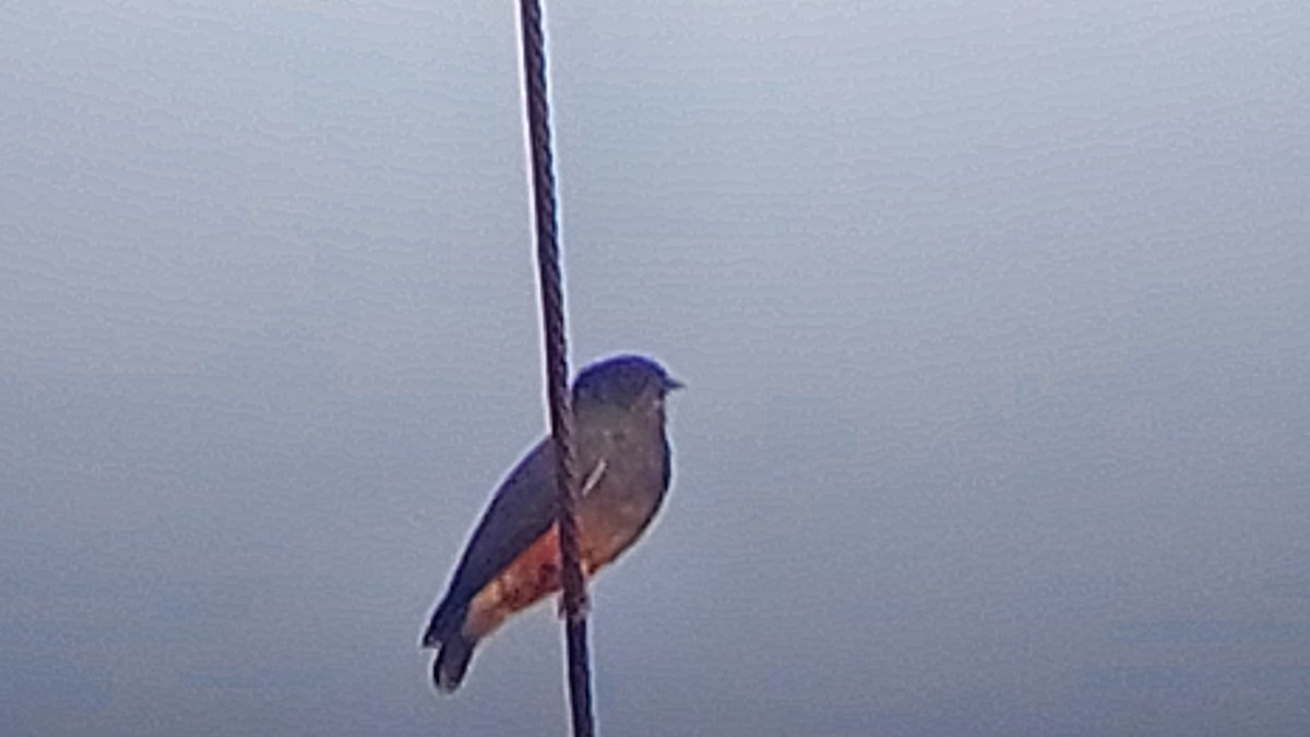 Swallow-winged Puffbird - ML637819226