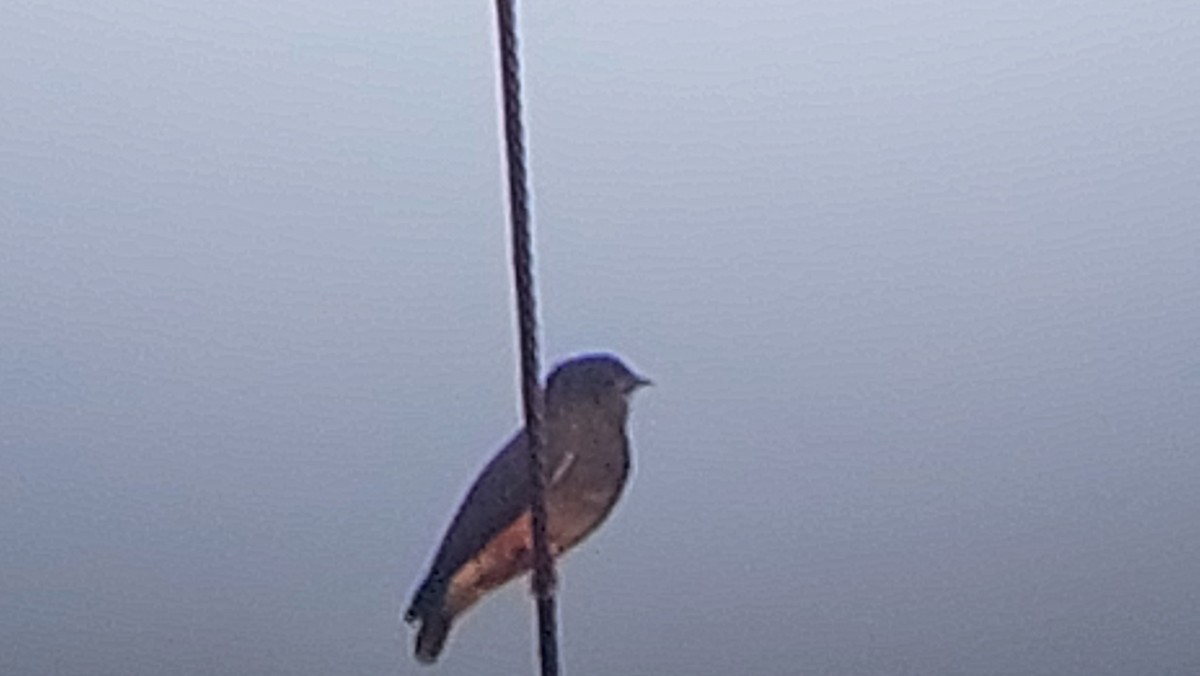 Swallow-winged Puffbird - ML637819227