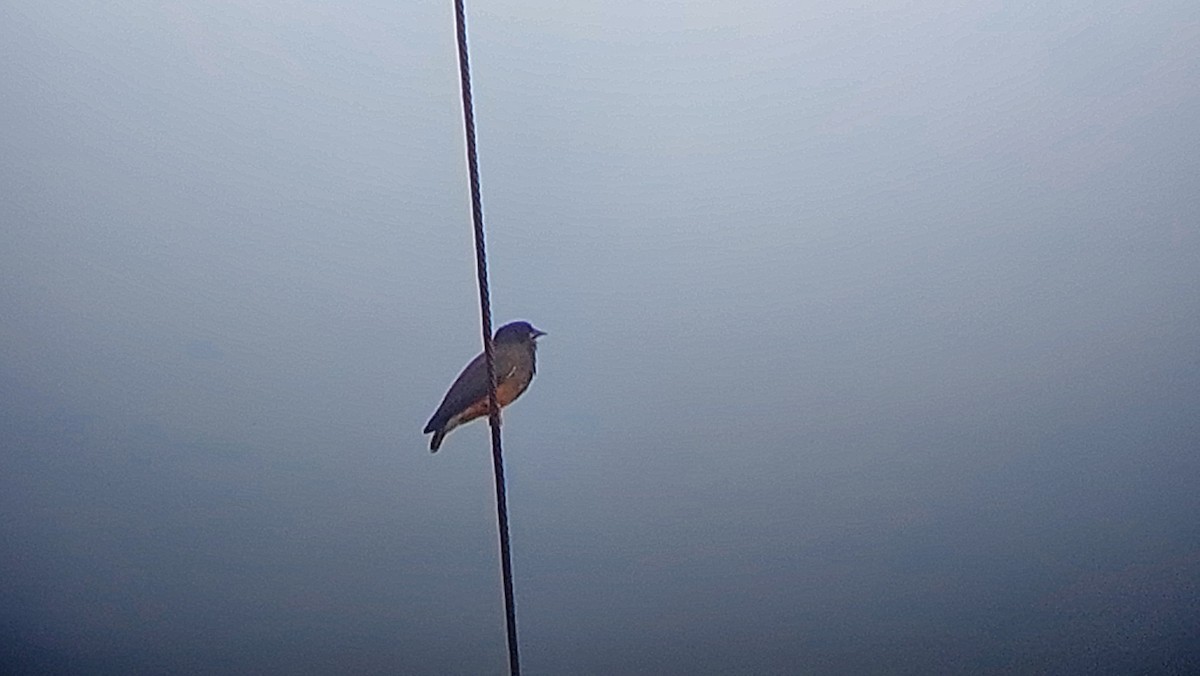 Swallow-winged Puffbird - ML637819228