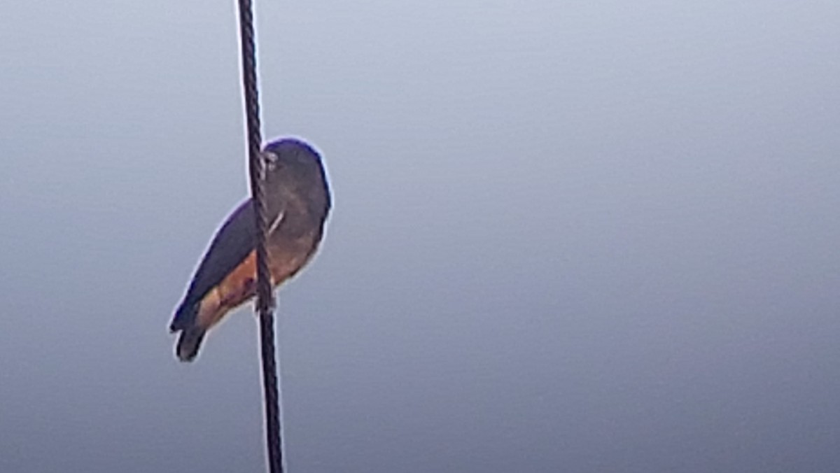 Swallow-winged Puffbird - ML637819229