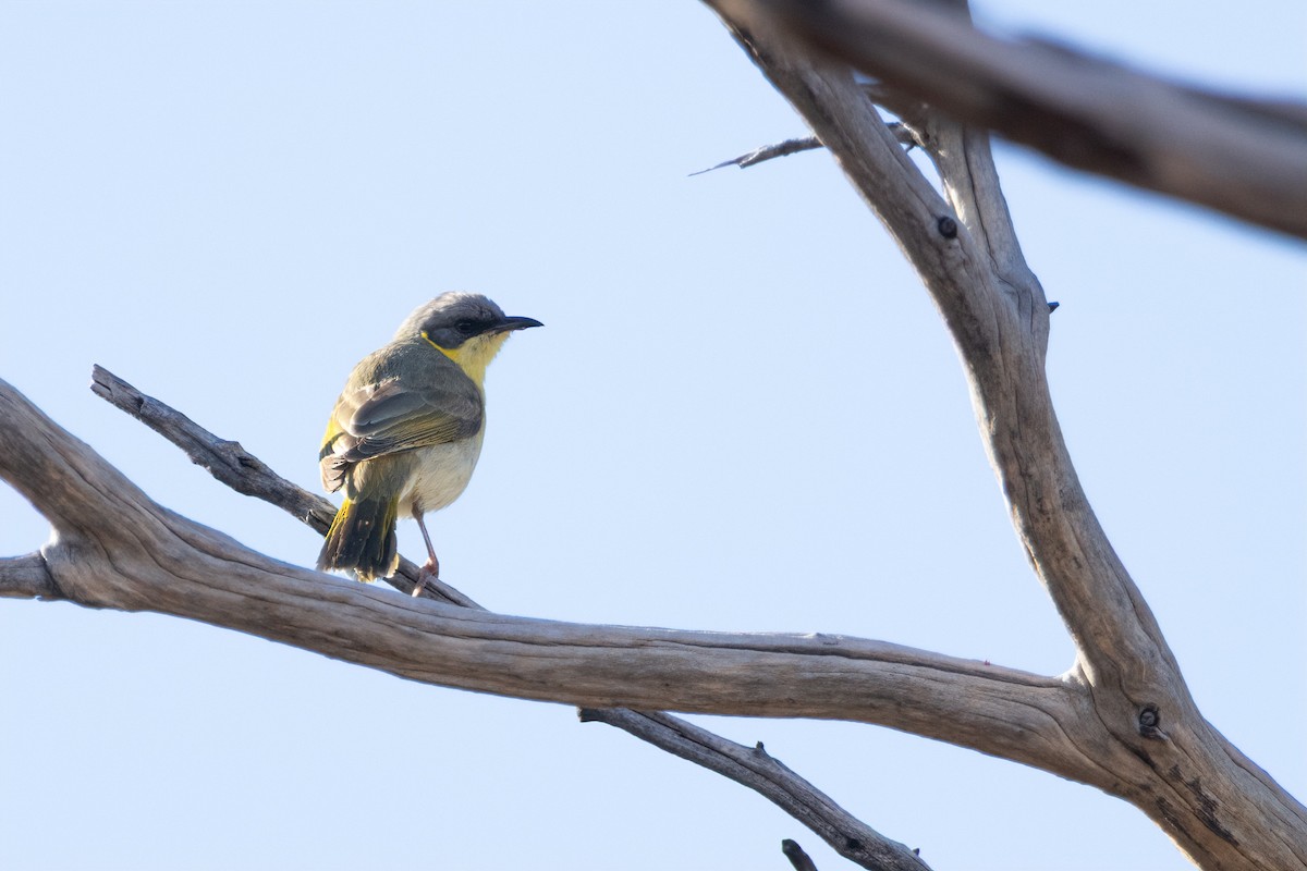 Gray-headed Honeyeater - ML637819256