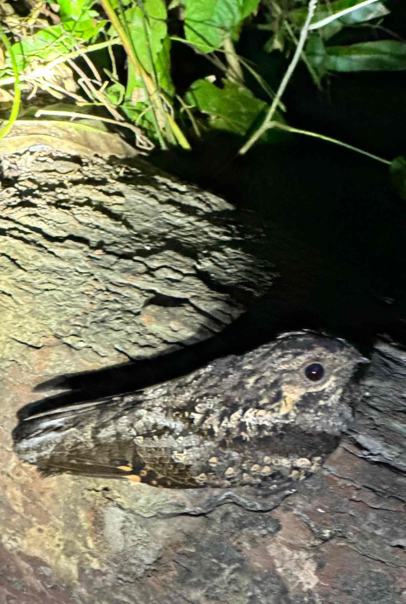 Gray Nightjar - ML637819277