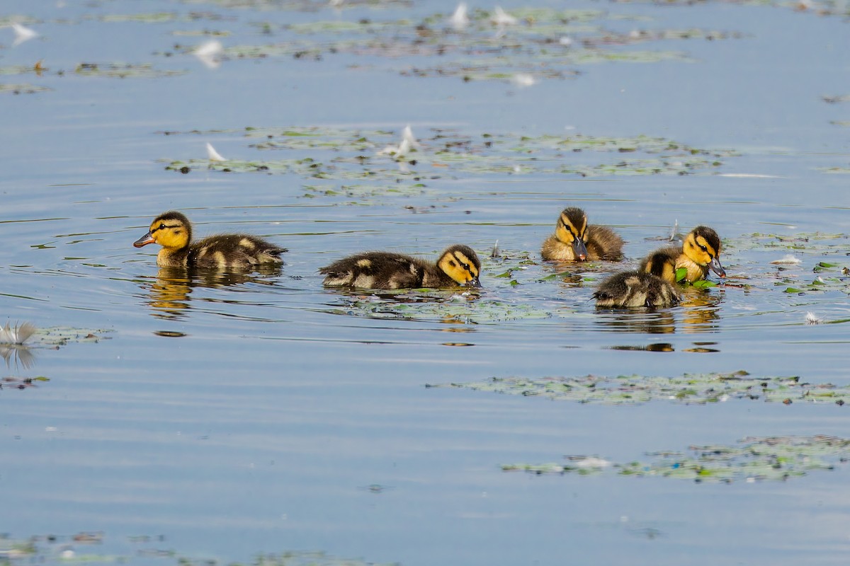 Mallard - ML637819286