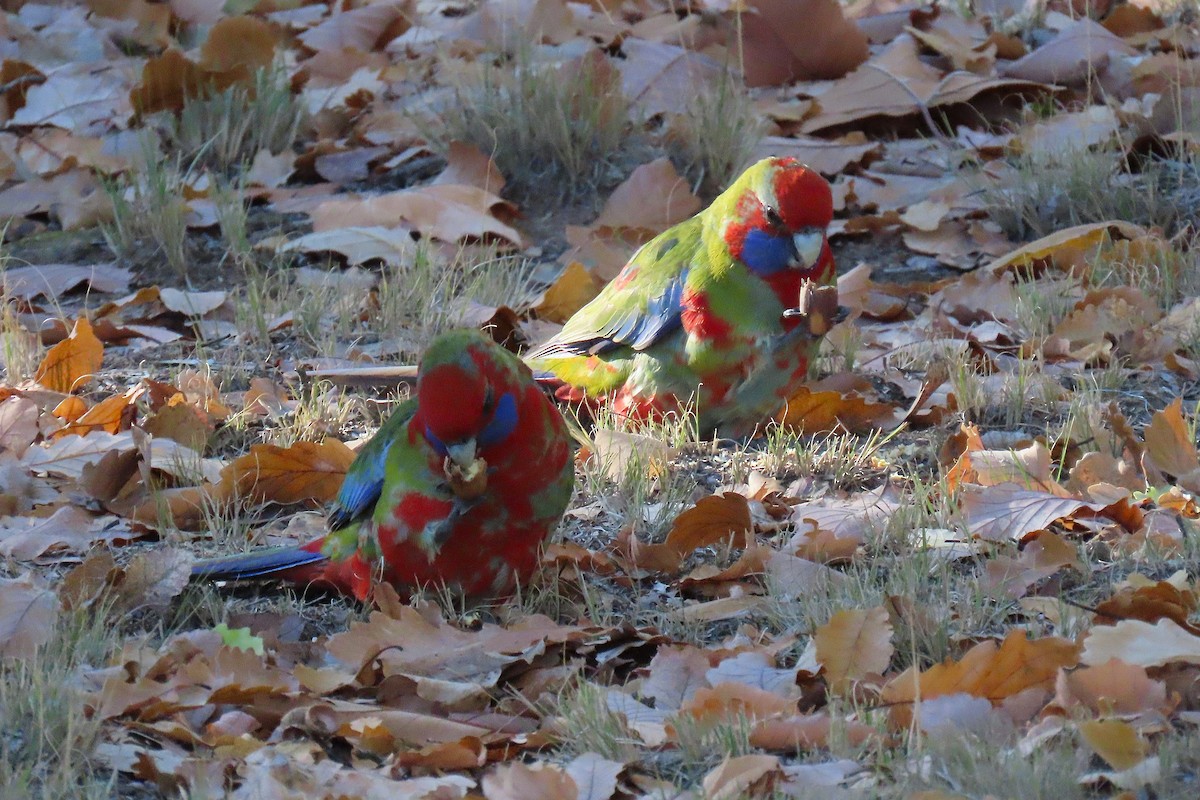 Crimson Rosella - ML637819299
