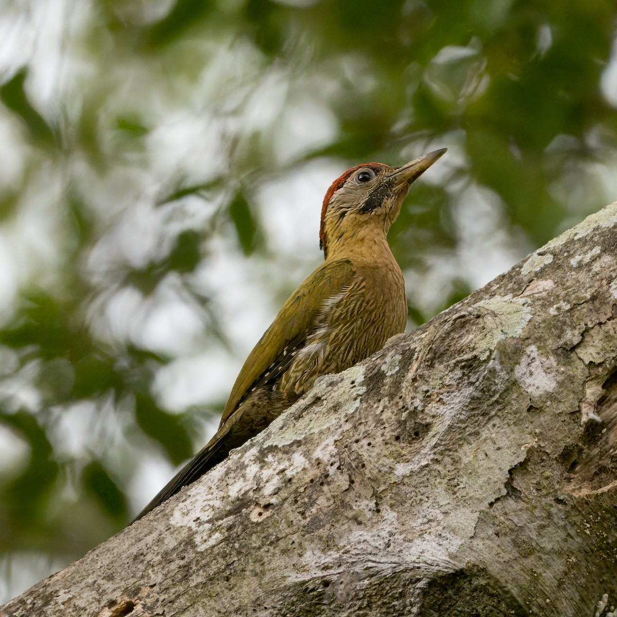 Laced Woodpecker - ML637819306
