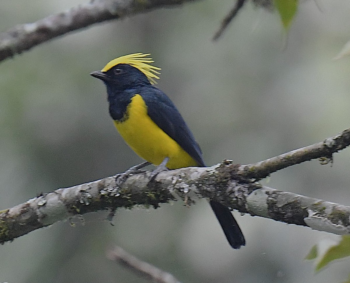 Sultan Tit - ML637819314