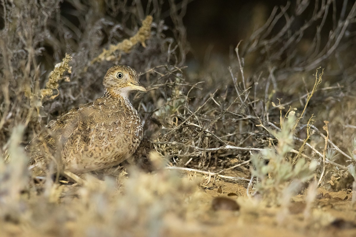 dropík australský - ML637819370